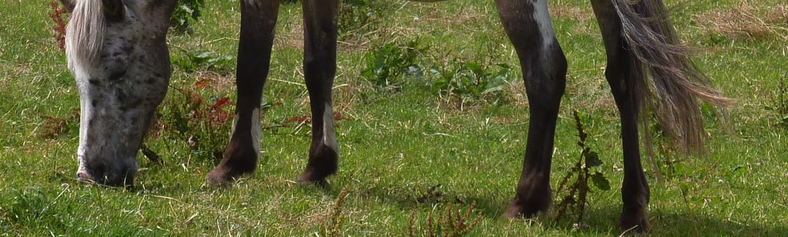 Jakobskreuzkraut vorbeugen und Tiere schützen mit Unkrautfuchs