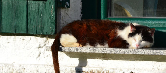 Unkrautfuchs Dampfreiniger Fensterbänke Fensterbrett reinigen
