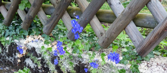 Unkrautfuchs Unkrautvernichter Unkraut bekämpfen am Gartenzaun