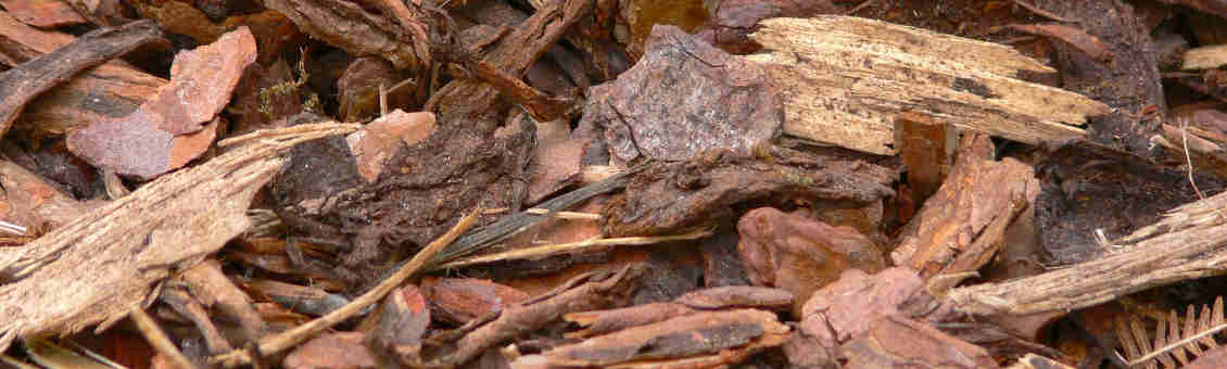 Mulch Giersch ersticken mit Pappe oder Vlies