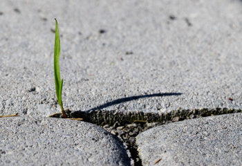 Unkrautfuchs Einsatz als Unkrautvernichter zwischen Pflastersteinen