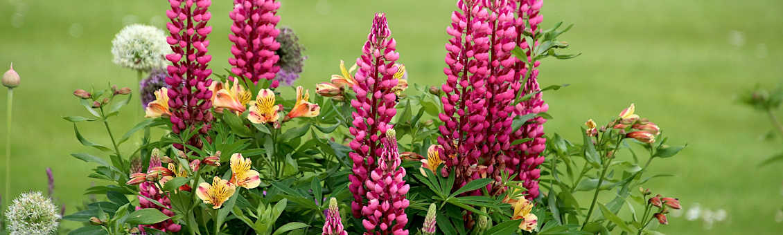 Ackerschachtelhalm mit lupine verdrängen