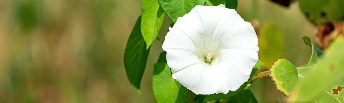 Ackerwinde unterschied Zaunwinde
