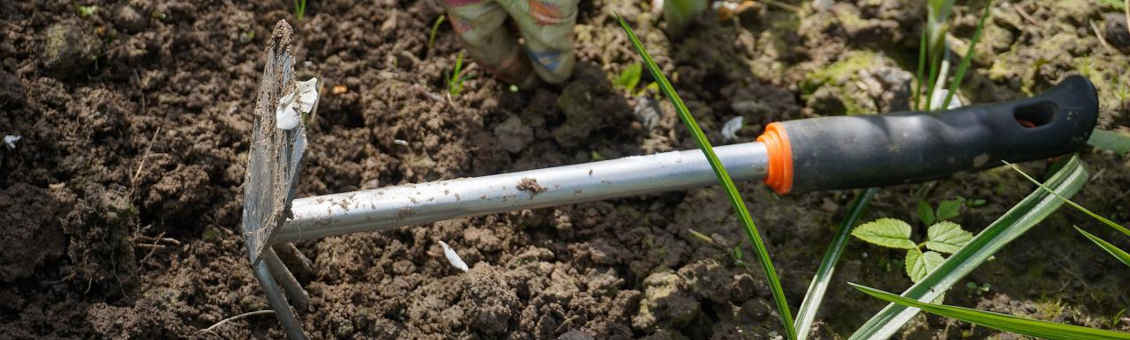 Ackerwinde bekämpfen durch konsequentes Abschlagen
