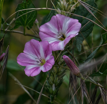 Ackerwinde erkennten geschlossende Blüte und mit dem Unkrautfuchs biologisch bekämpfen