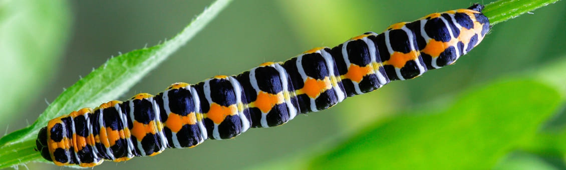 Jakobskreuzkraut mit Raupen biologisch bekämpfen oder mit Unkrautfuchs